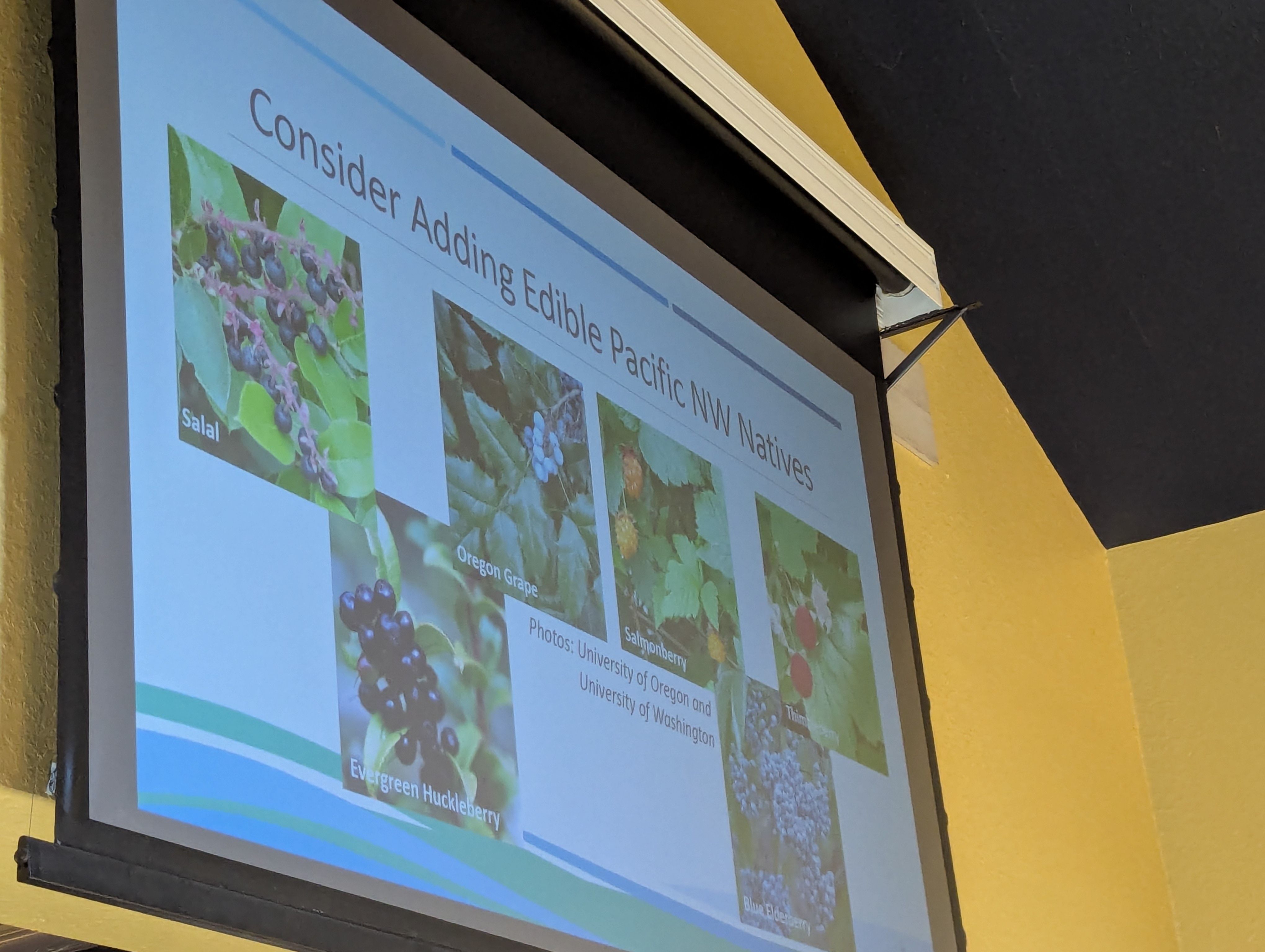 A presentation slide titled "Consider Adding Edible Pacific NW Natives" showing photos of salal, Oregon grape, salmonberry, evergreen huckleberry, and blue elderberry, with photo credits to the University of Oregon and University of Washington.